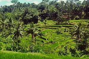 Rice Paddies - Ubud Bali retreat